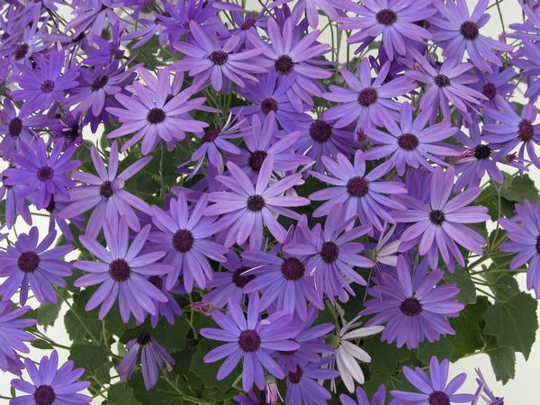 Pericallis hybrida 'Senetti Blue'