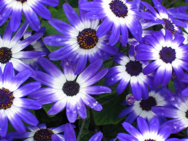 Pericallis hybrida 'Senetti Blue Bicolor'