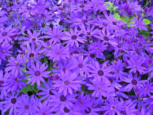 Pericallis hybrida 'Senetti Deep Blue'