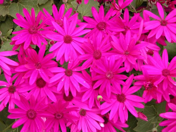 Pericallis hybrida 'Senetti Magenta'