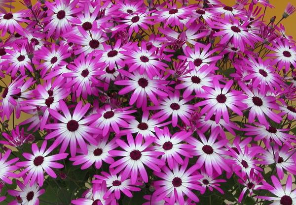 Pericallis hybrida 'Senetti Magenta Bicolor'