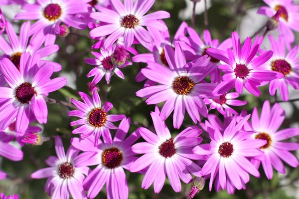 Pericallis hybrida 'Senetti Pink Bicolor'