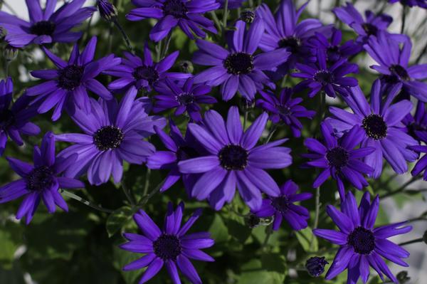 Pericallis hybrida 'Senetti Super Blue'