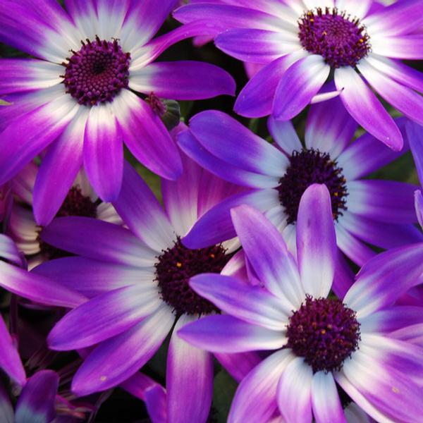 Pericallis hybrida 'Senetti Violet Bicolor'