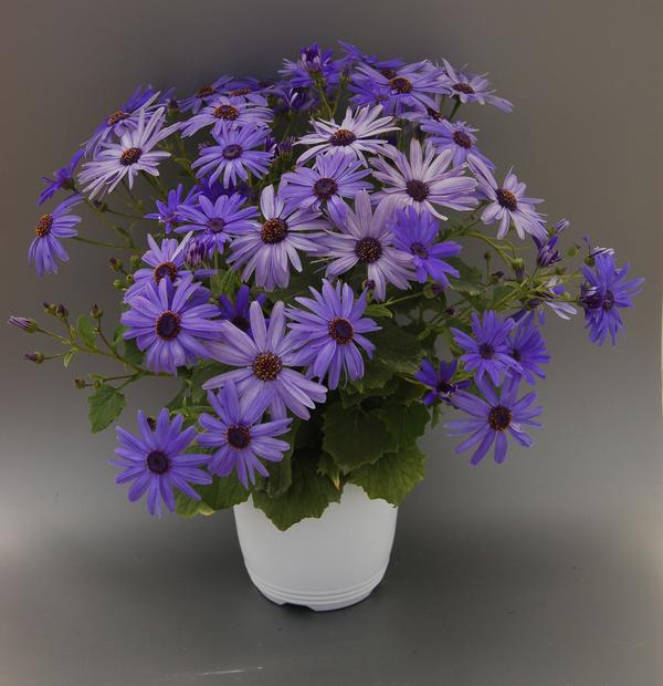 Pericallis hybrida 'Senetti Sparkle Sky Blue'