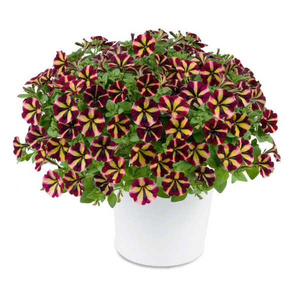 Petunia hybrida 'Amore Fiesta'