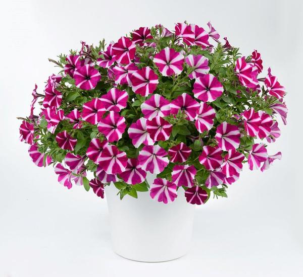 Petunia hybrida