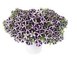 Petunia hybrida 'Amore Purple'