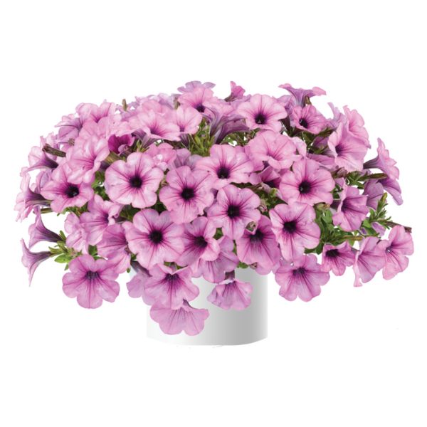 Petunia hybrida 'Capella Pink Lace'