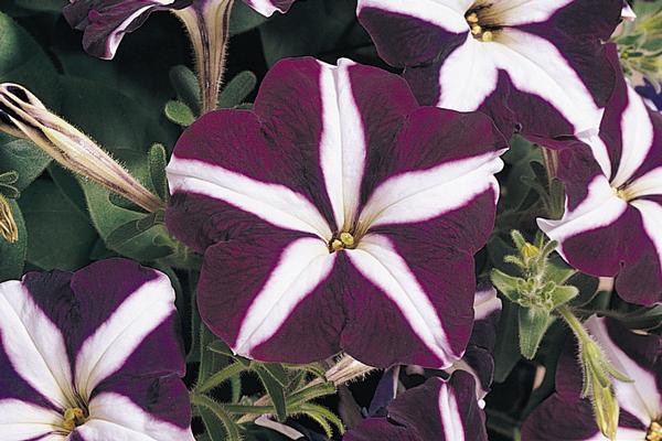 Petunia hybrida