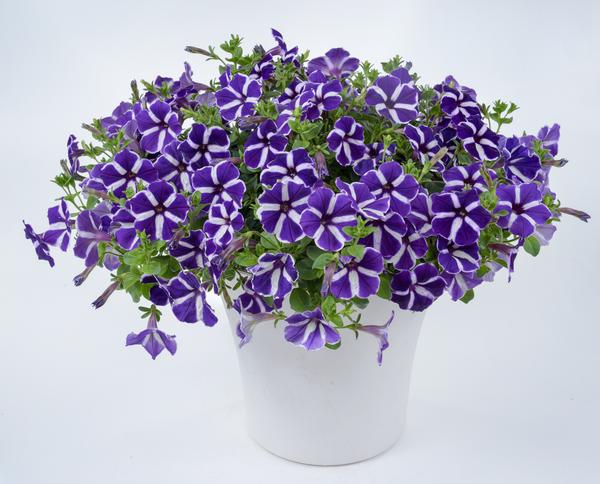 Petunia hybrida 'Cascadias Purple Gem'
