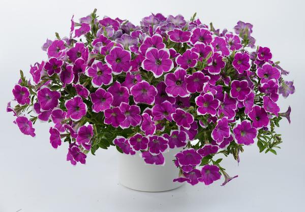 Petunia hybrida