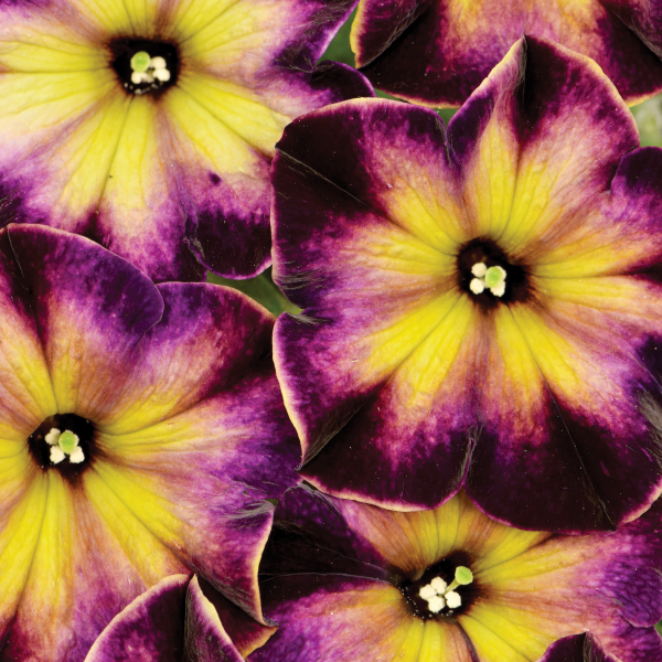 Petunia hybrida 'Crazytunia Moonstruck'