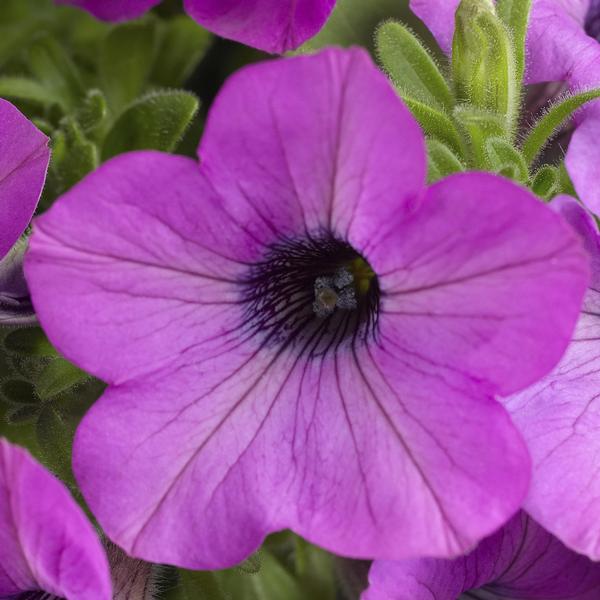 Petunia hybrida
