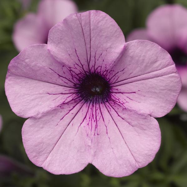 Petunia hybrida 'Dekko Lavender Eye'