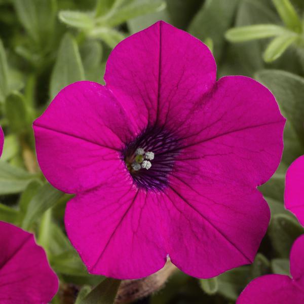 Petunia hybrida 'Dekko Purple'