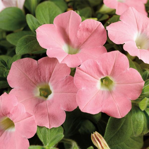 Petunia hybrida 'Dekko Salmon'