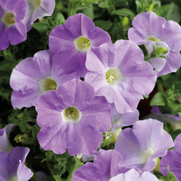 Petunia hybrida 'Dekko Sky Blue Imp'