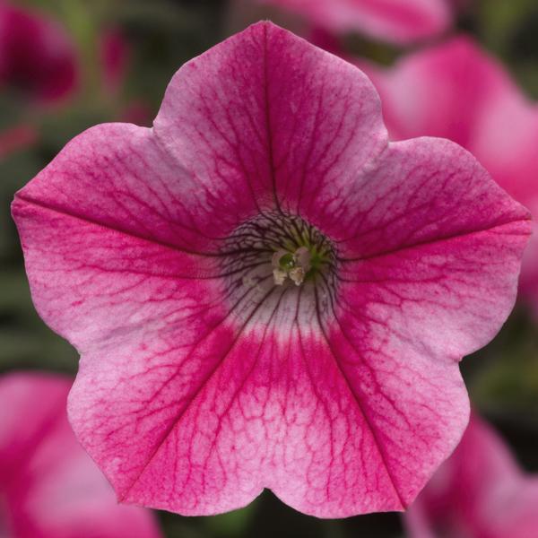 Petunia hybrida 'Dekko Star Rose'
