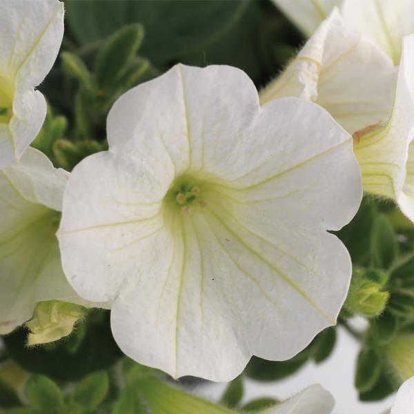 Petunia hybrida 'Dekko White Imp'