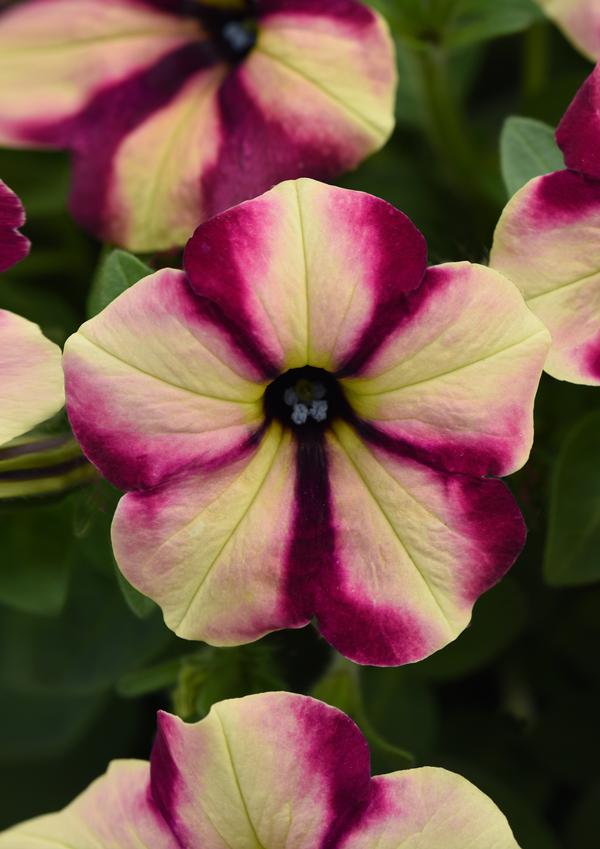 Petunia hybrida 'Headliner Banana Cherry Swirl'