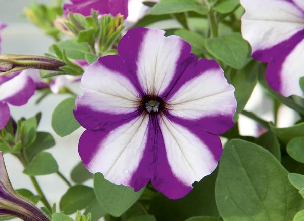 Petunia hybrida 'Headliner Blueberry Swirl'