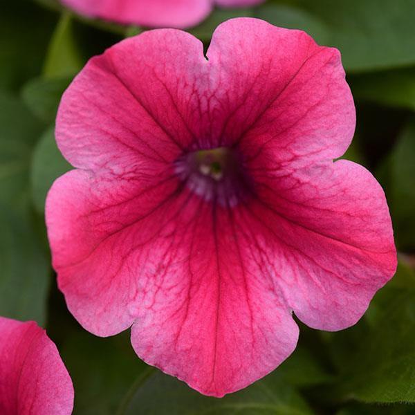 Petunia hybrida 'Headliner Lipstick'