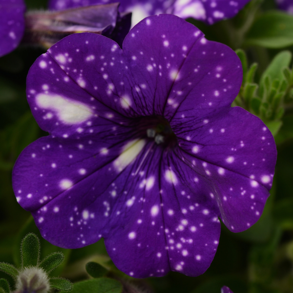 Petunia hybrida 'Headliner Night Sky'