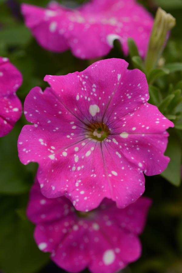 Petunia hybrida 'Headliner Pink Sky'