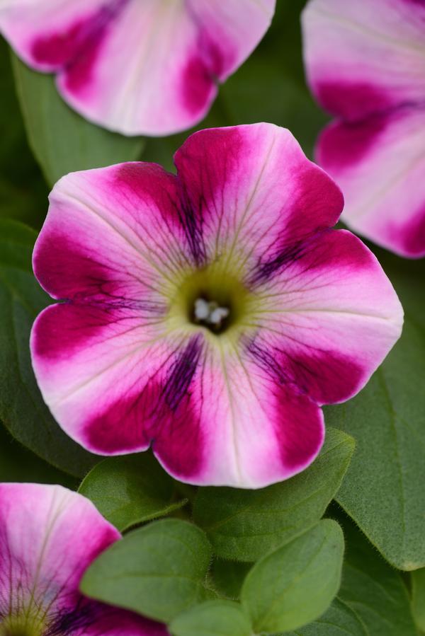 Petunia hybrida 'Headliner Raspberry Swirl '19'