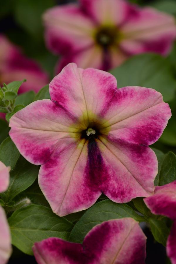 Petunia hybrida 'Headliner Rose Star'