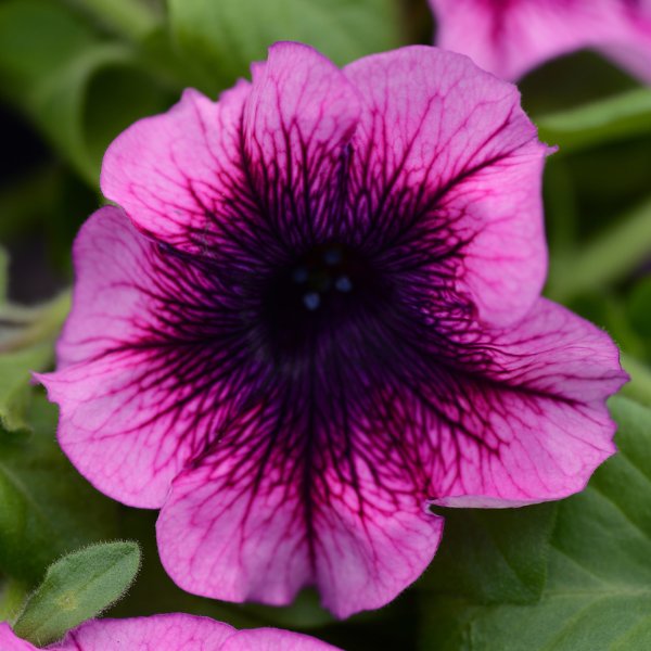 Petunia hybrida 'Main Stage Blueberry'