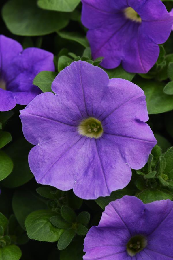 Petunia hybrida