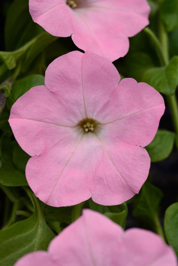 Petunia hybrida 'Main Stage Pink'