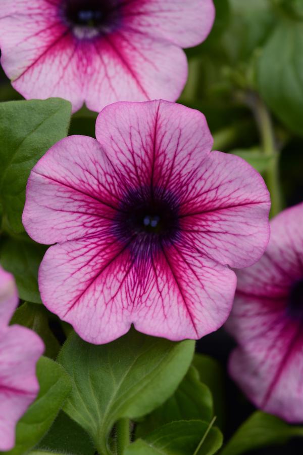 Petunia hybrida 'Main Stage Pink Vein'