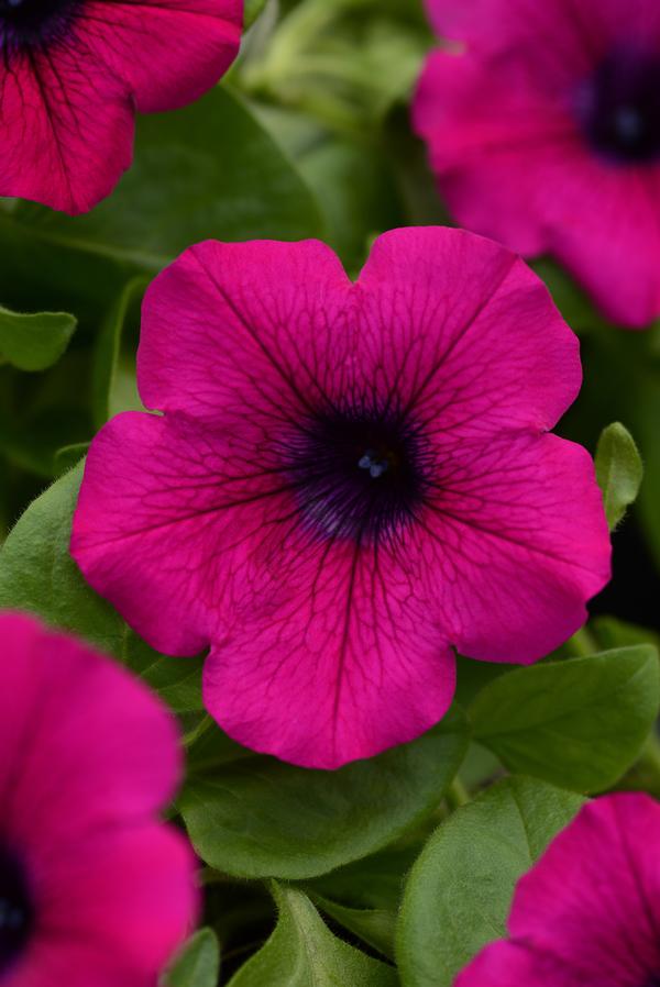 Petunia hybrida 'Main Stage Purple'