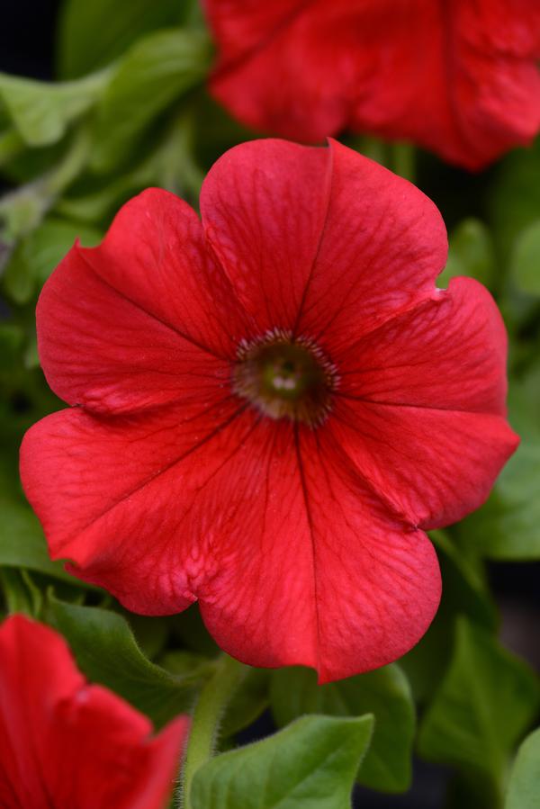 Petunia hybrida 'Main Stage Red'