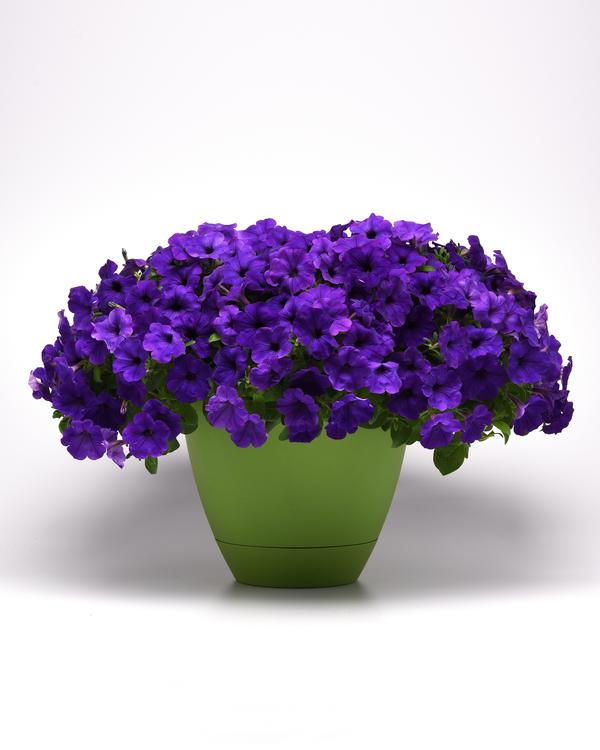 Petunia hybrida 'Main Stage Violet'