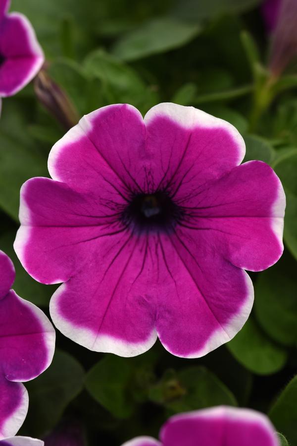 Petunia hybrida 'Main Stage Violet Picotee'