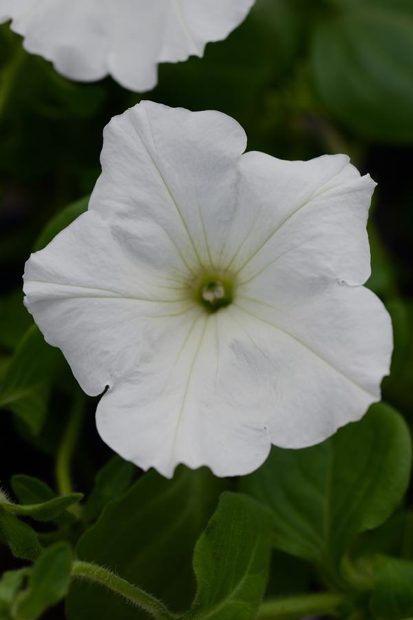 Petunia hybrida 'Main Stage White'