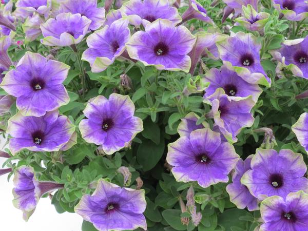 Petunia hybrida 'Moonlight Eclipse'