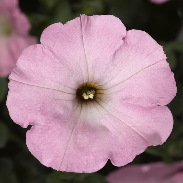 Petunia hybrida 'Sanguna Sweet Pink'