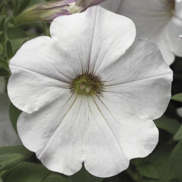 Petunia hybrida 'Sanguna White Vein'