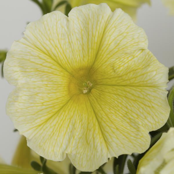 Petunia hybrida 'Sanguna Yellow'