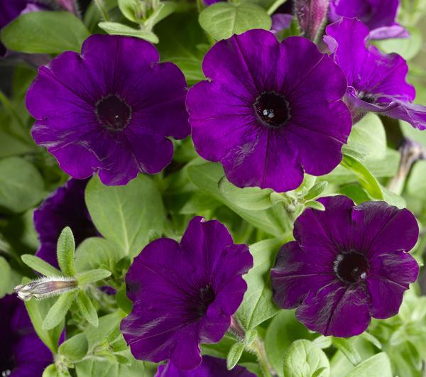 Petunia hybrida 'Sanguna Patio Blue'