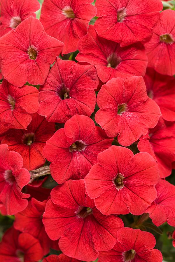 Petunia hybrida