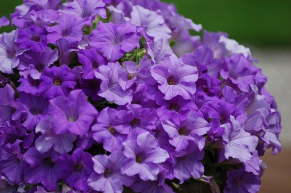 Petunia hybrida 'Surfinia Heavenly Blue'