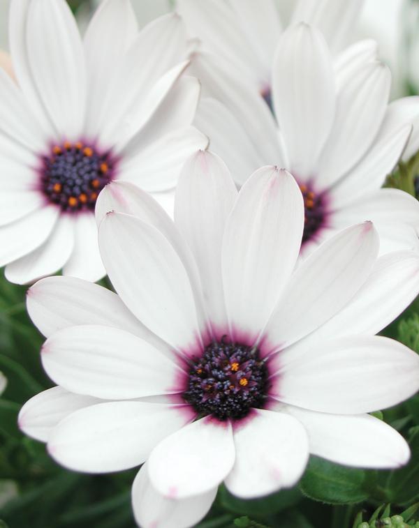 Osteospermum hybrida