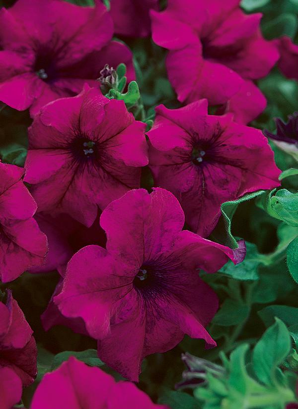 Petunia hybrida