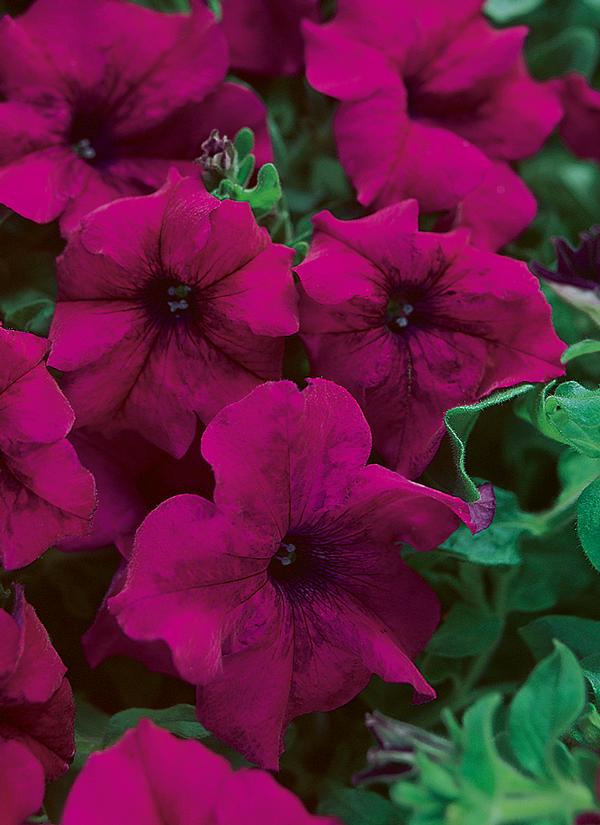 Petunia hybrida 'Surfinia Magenta'